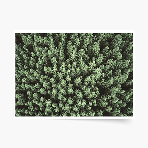 Плакат, Лас: Уудс, 40x30