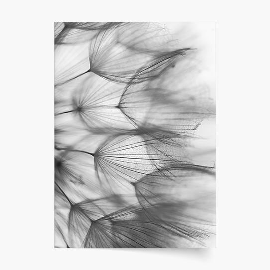 Плакат, Цветя: Глухарче 1, 21x30