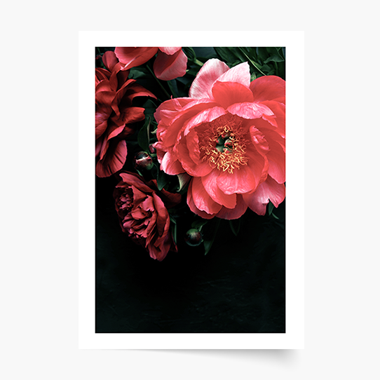 Плакат, Цветя: Божури 2, 21x30