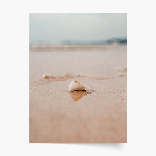 Плакат, Море: Черупка, 30x40